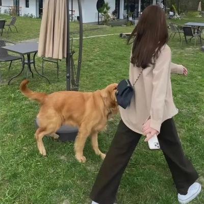 靓女猎艳